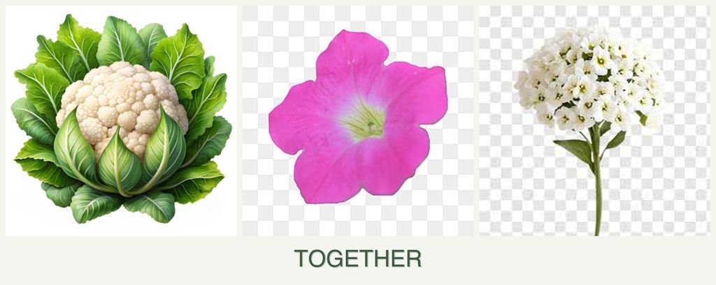 Can you plant cauliflower, petunias and alyssum together?