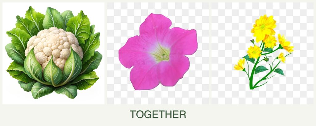 Can you plant cauliflower, petunias and calendula together?
