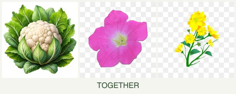 Can you plant cauliflower, petunias and calendula together?