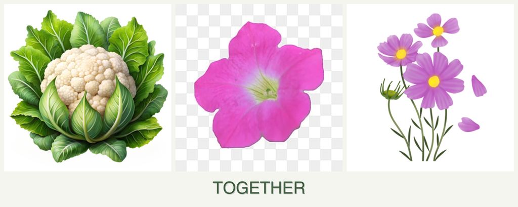 Can you plant cauliflower, petunias and cosmos together?