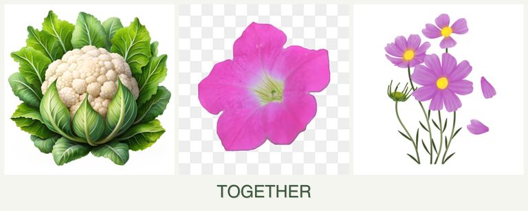 Can you plant cauliflower, petunias and cosmos together?