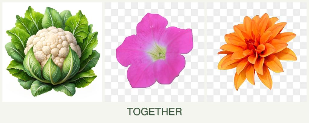 Can you plant cauliflower, petunias and dahlias together?