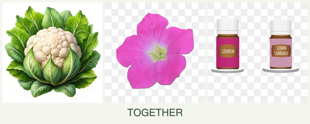 Can you plant cauliflower, petunias and geraniums together?