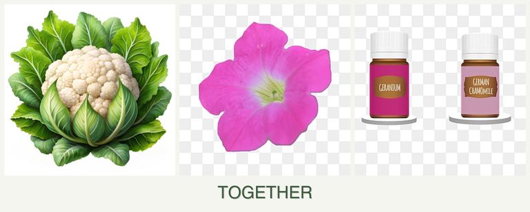 Can you plant cauliflower, petunias and geraniums together?