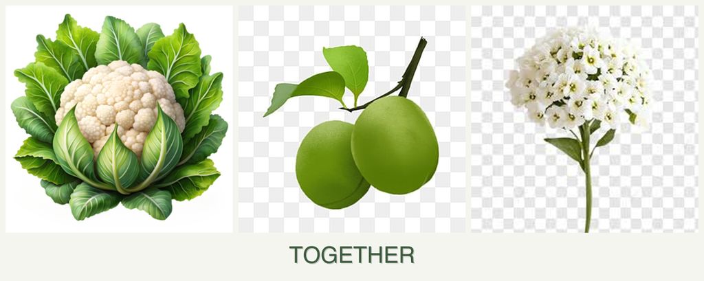 Can you plant cauliflower, plums and alyssum together?
