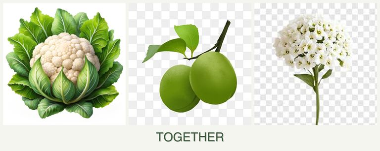 Can you plant cauliflower, plums and alyssum together?