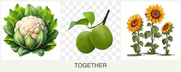 Can you plant cauliflower, plums and sunflowers together?