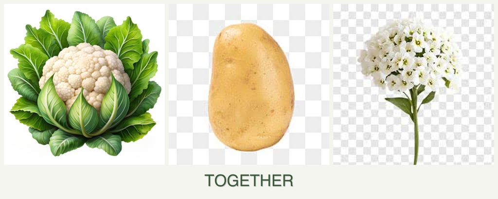 Can you plant cauliflower, potatoes and alyssum together?