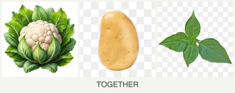 Can you plant cauliflower, potatoes and basil together?