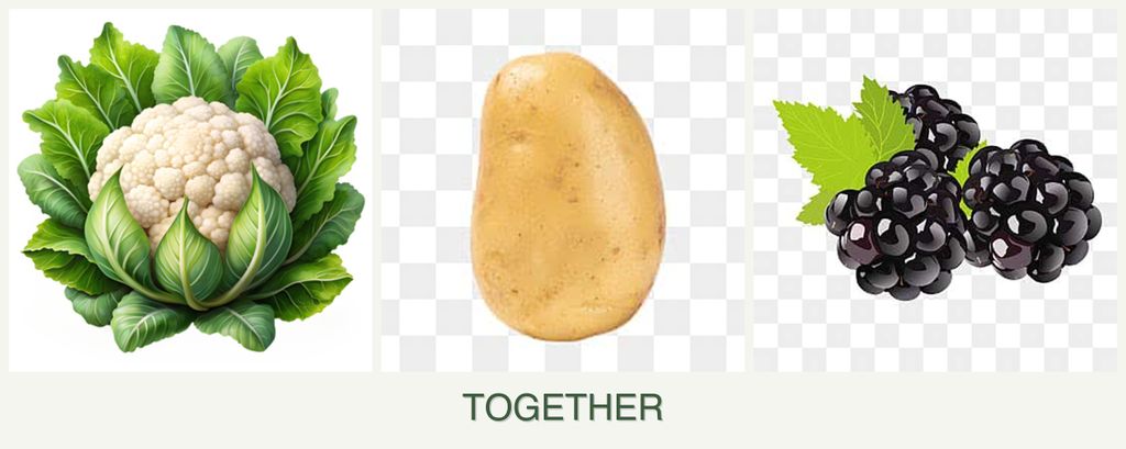 Can you plant cauliflower, potatoes and blackberries together?