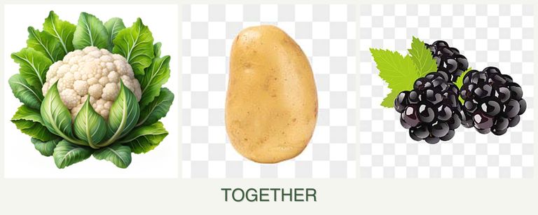 Can you plant cauliflower, potatoes and blackberries together?