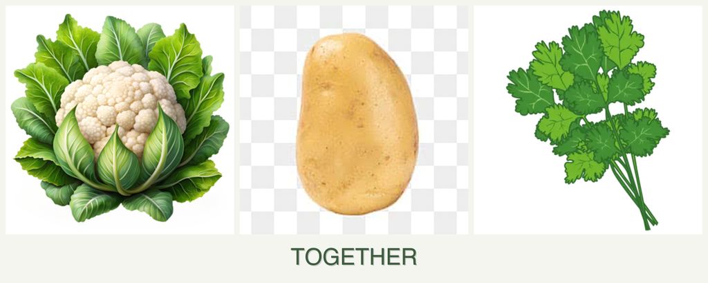 Can you plant cauliflower, potatoes and cilantro together?