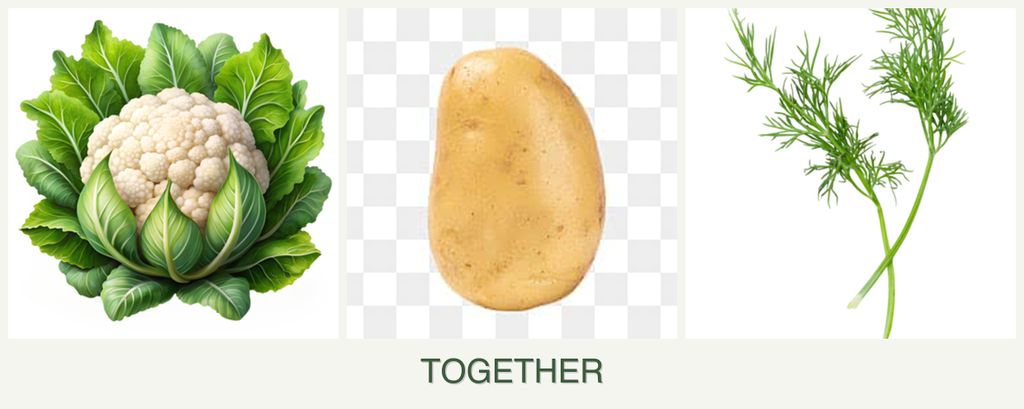 Can you plant cauliflower, potatoes and dill together?