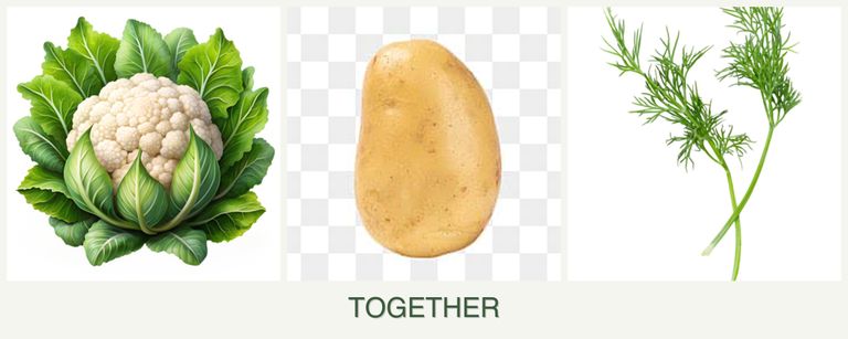 Can you plant cauliflower, potatoes and dill together?