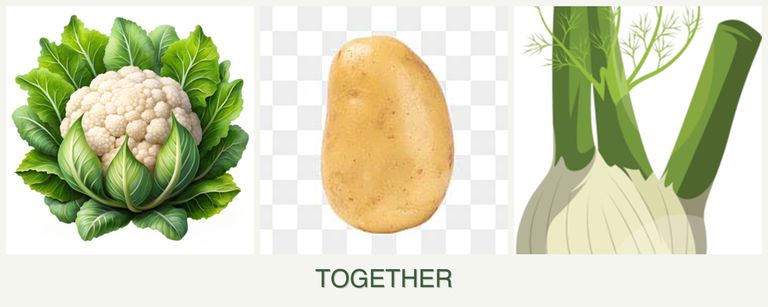 Can you plant cauliflower, potatoes and fennel together?