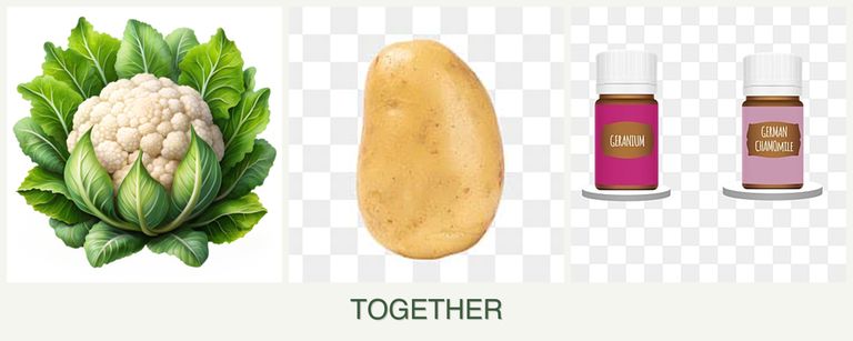 Can you plant cauliflower, potatoes and geraniums together?