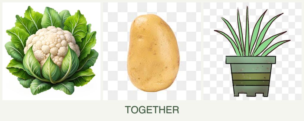Can you plant cauliflower, potatoes and lemongrass together?