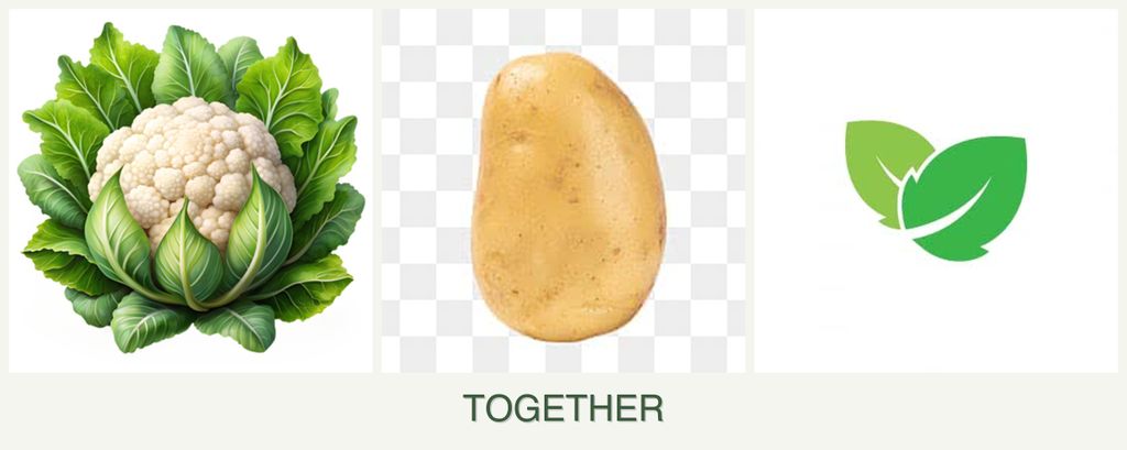 Can you plant cauliflower, potatoes and mint together?