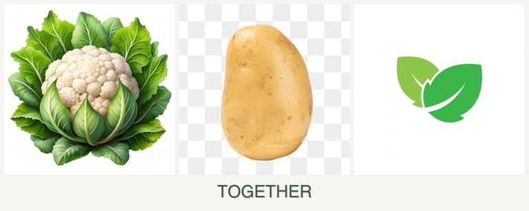 Can you plant cauliflower, potatoes and mint together?