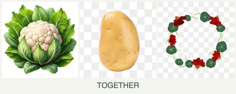 Can you plant cauliflower, potatoes and nasturtiums together?