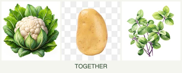 Can you plant cauliflower, potatoes and oregano together?