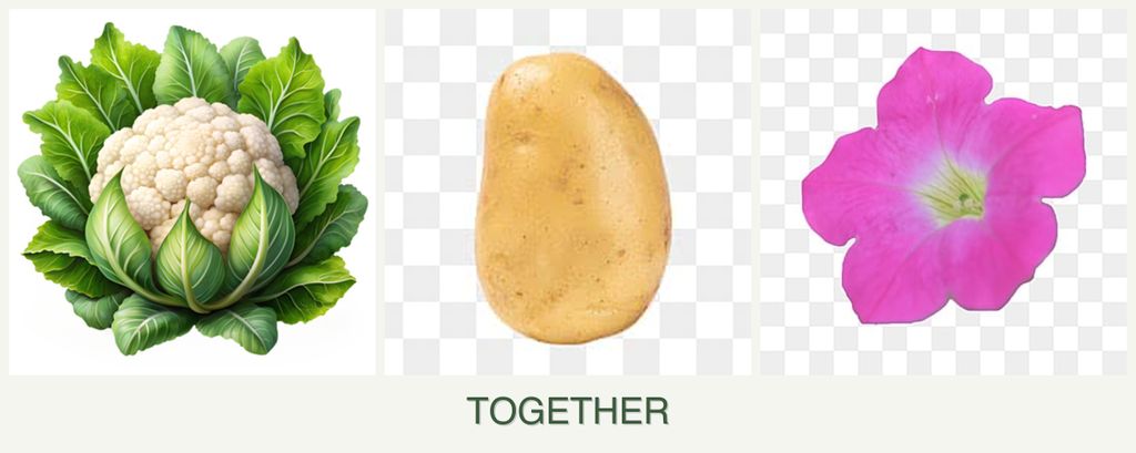 Can you plant cauliflower, potatoes and petunias together?