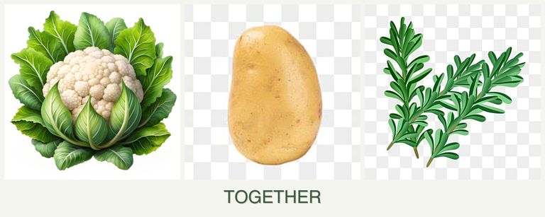 Can you plant cauliflower, potatoes and rosemary together?