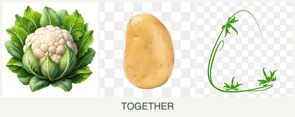 Can you plant cauliflower, potatoes and tarragon together?