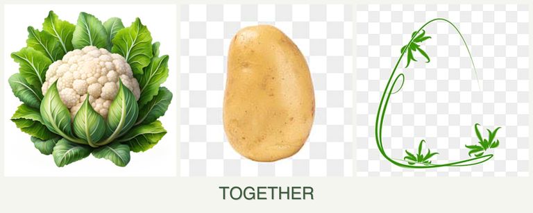 Can you plant cauliflower, potatoes and tarragon together?