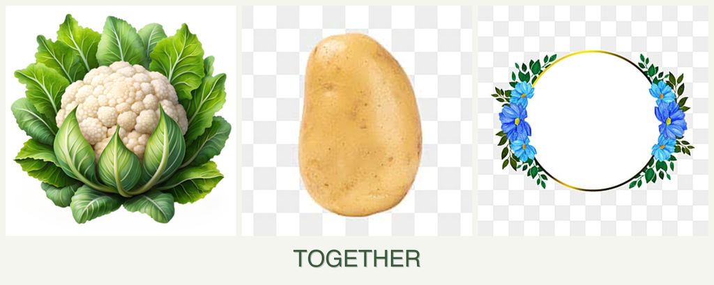 Can you plant cauliflower, potatoes and zinnias together?
