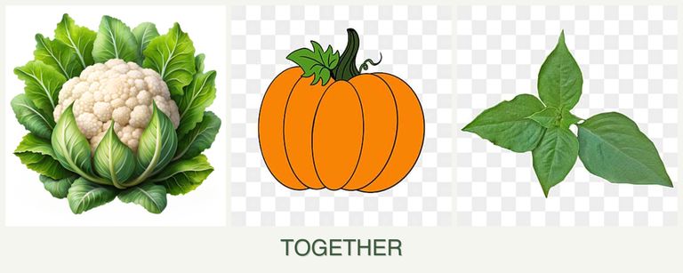 Can you plant cauliflower, pumpkin and basil together?