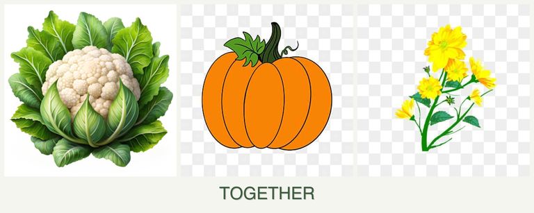 Can you plant cauliflower, pumpkin and calendula together?