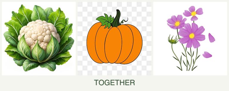 Can you plant cauliflower, pumpkin and cosmos together?