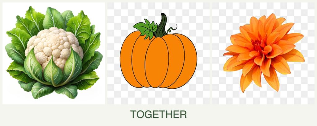 Can you plant cauliflower, pumpkin and dahlias together?