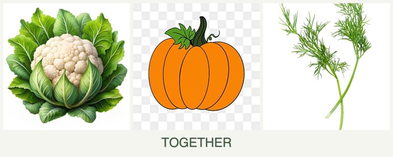 Can you plant cauliflower, pumpkin and dill together?