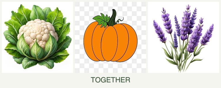 Can you plant cauliflower, pumpkin and lavender together?