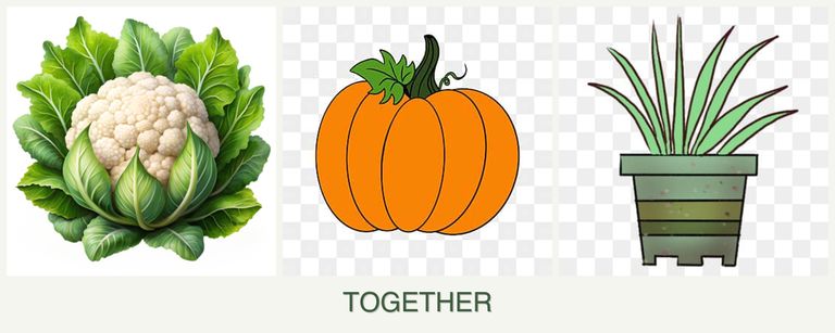 Can you plant cauliflower, pumpkin and lemongrass together?