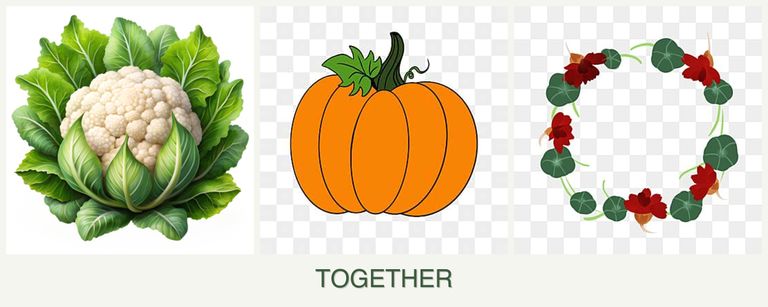Can you plant cauliflower, pumpkin and nasturtiums together?