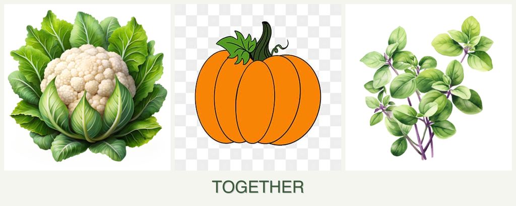 Can you plant cauliflower, pumpkin and oregano together?