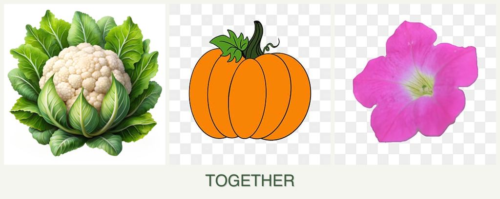 Can you plant cauliflower, pumpkin and petunias together?