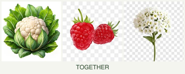 Can you plant cauliflower, raspberries and alyssum together?