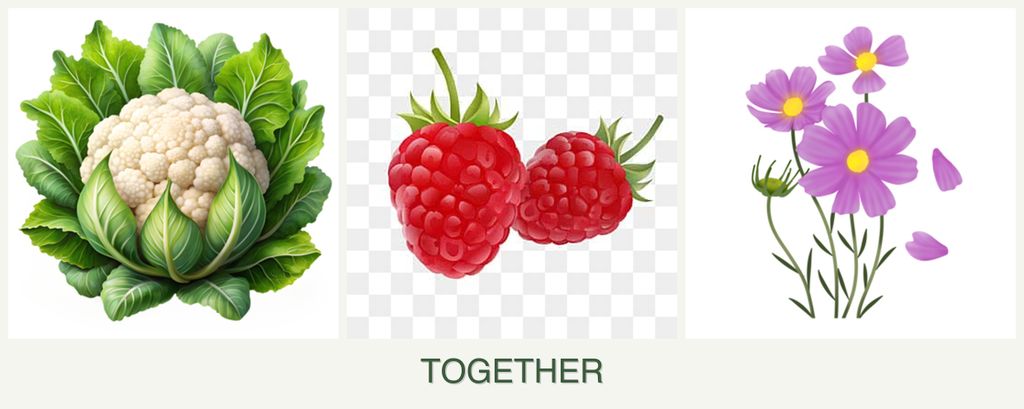 Can you plant cauliflower, raspberries and cosmos together?