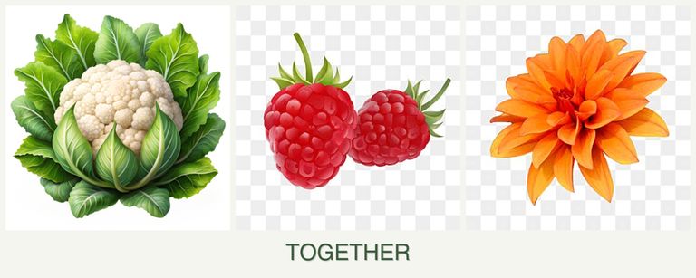 Can you plant cauliflower, raspberries and dahlias together?