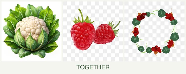 Can you plant cauliflower, raspberries and nasturtiums together?