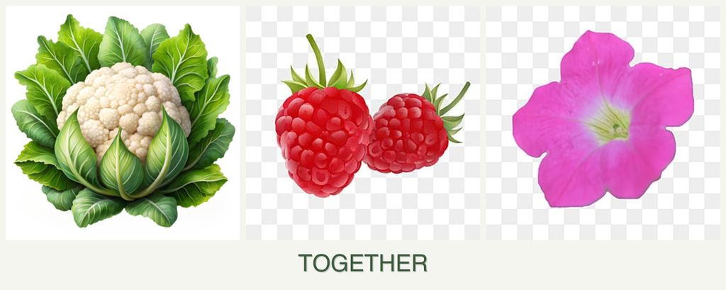 Can you plant cauliflower, raspberries and petunias together?