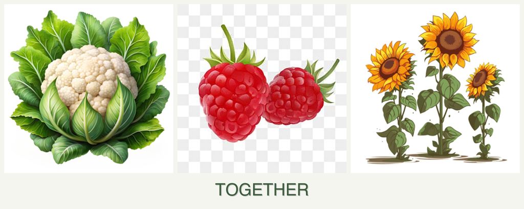 Can you plant cauliflower, raspberries and sunflowers together?