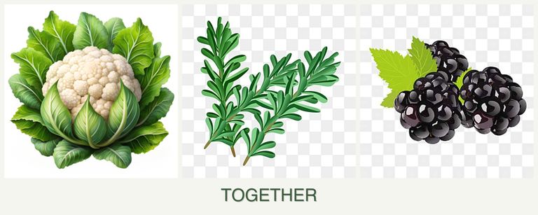 Can you plant cauliflower, rosemary and blackberries together?