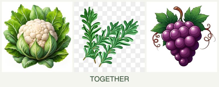 Can you plant cauliflower, rosemary and grapes together?