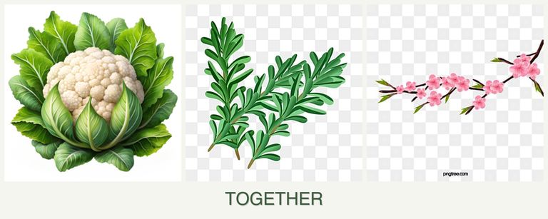 Can you plant cauliflower, rosemary and peaches together?