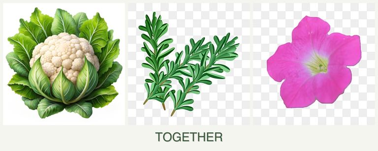 Can you plant cauliflower, rosemary and petunias together?